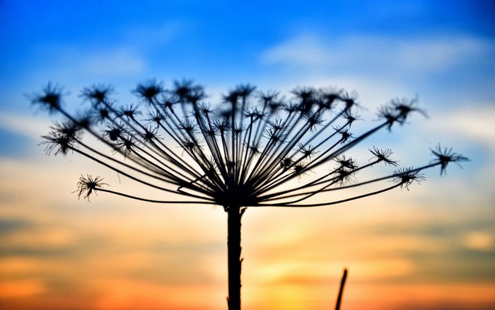 Silhouette of a dried flower against a sunset sky