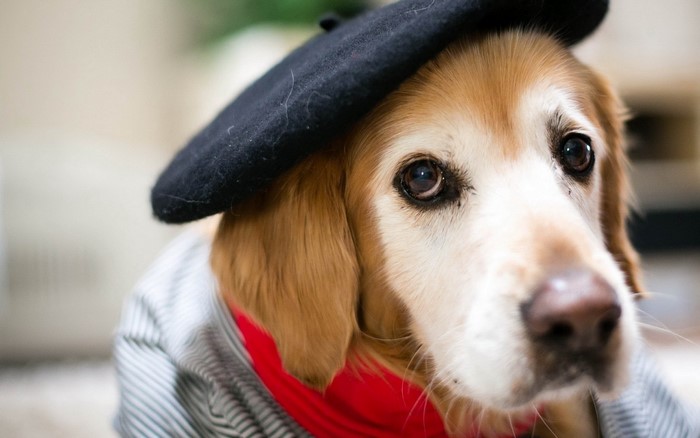 Dog wearing a beret and striped shirt