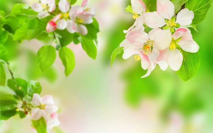 Delicate Cherry Blossom Flowers in Spring