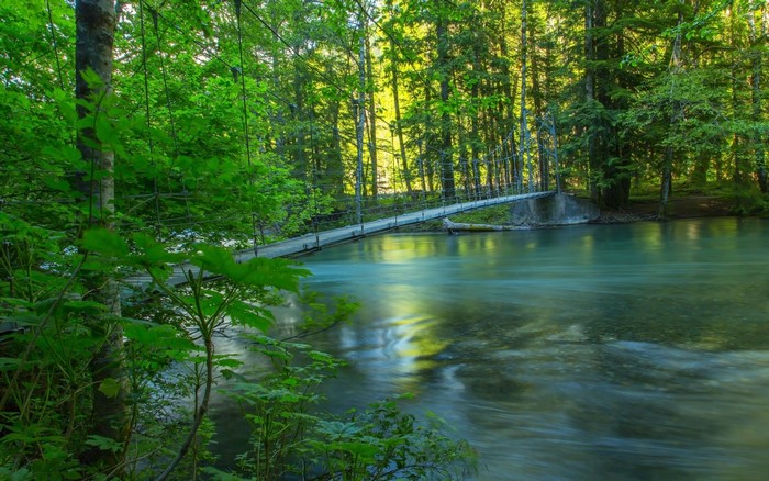 Serene Forest River with Suspended Bridge