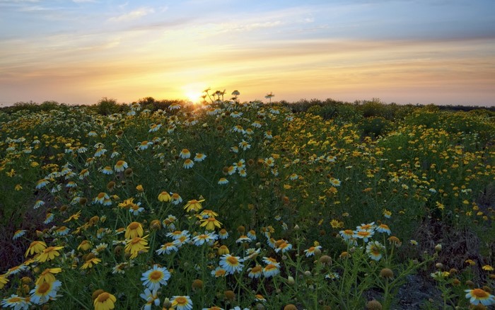 Field of daisies and yellow flowers at sunset