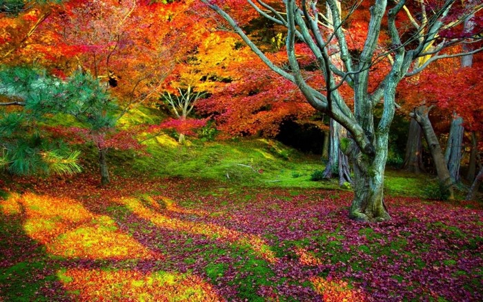 Sunlit Autumn Forest with Colorful Maple Trees