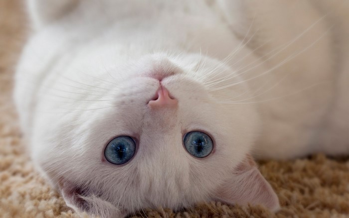 Upside Down White Cat with Blue Eyes