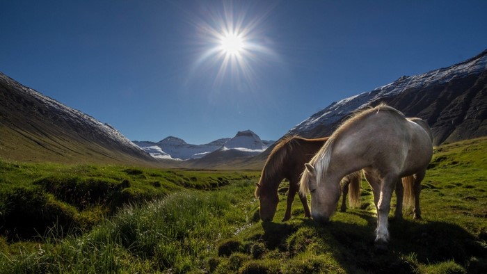 Horses grazing in a mountain valley under a bright sun