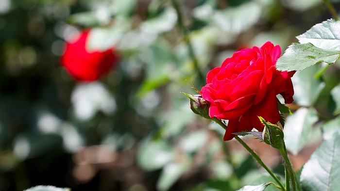 Close-up of a vibrant red rose in a garden