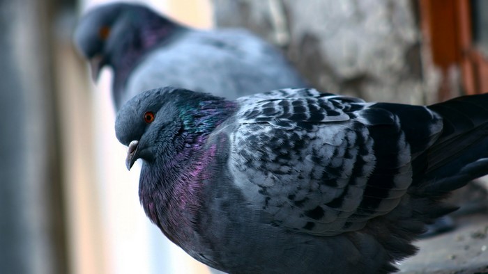 Close up of two pigeons with iridescent neck feathers