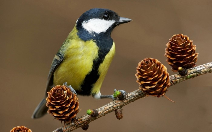 Small Yellow and Black Titmouse on Pine Cone Branch