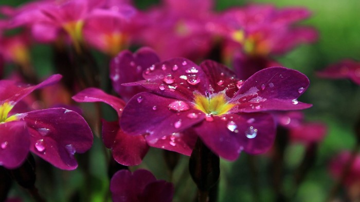 Close-up of pink primrose flowers with water droplets