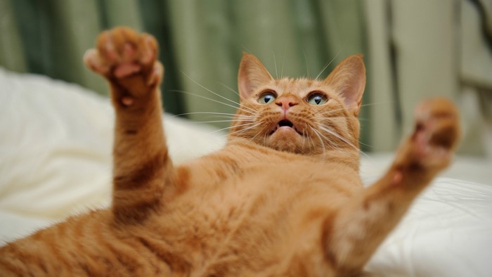 Orange tabby cat with paws in the air