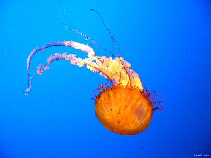 Orange jellyfish with long tentacles underwater
