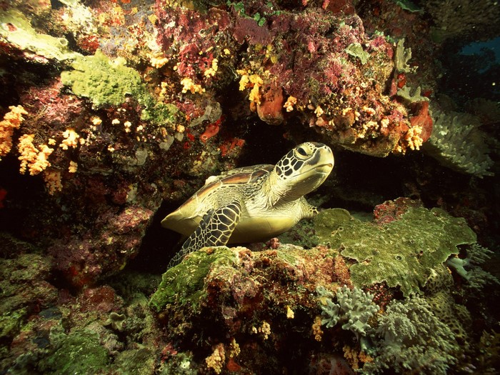Green sea turtle resting on a coral reef