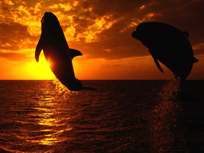 Two dolphins jumping out of the ocean at sunset