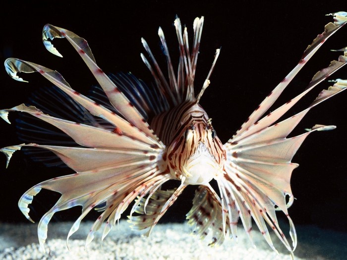Lionfish with spread fins against black background