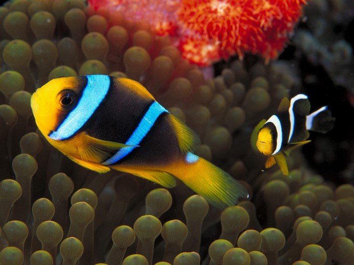 Colorful Clownfish Among Sea Anemones