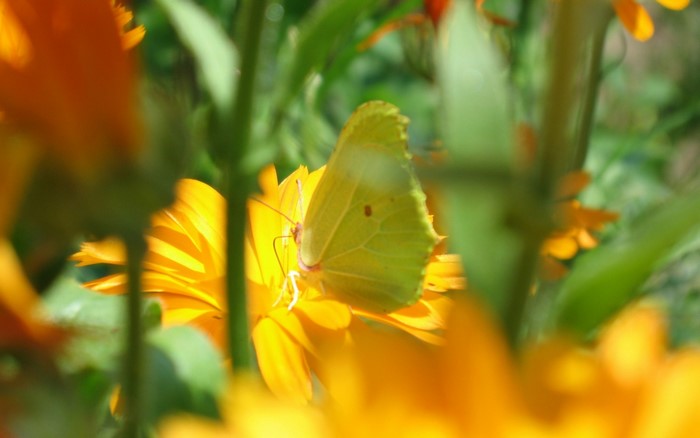 Yellow butterfly on a yellow flower