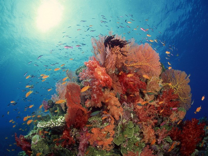 Underwater coral reef teeming with fish and sunlight