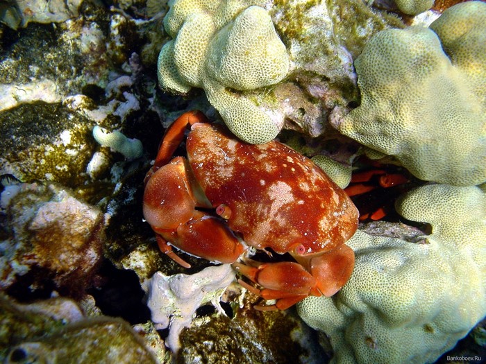 Red crab on a coral reef underwater