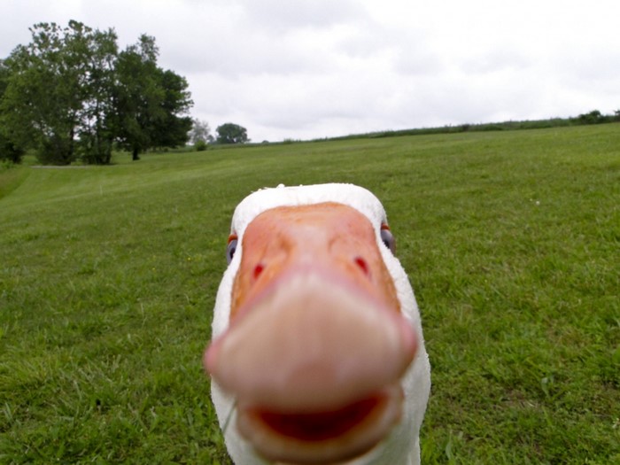 Close-Up of Curious Goose on Green Lawn