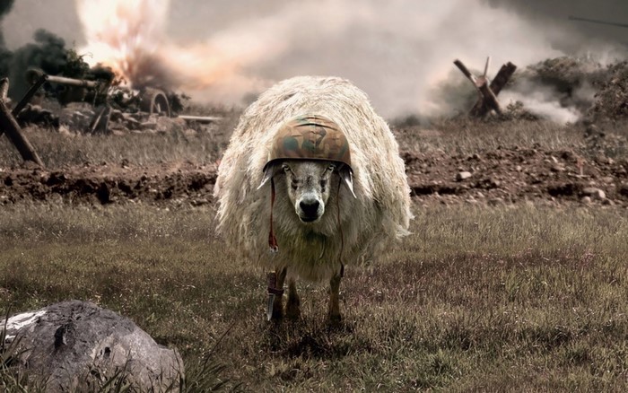 Sheep wearing a helmet in a warzone