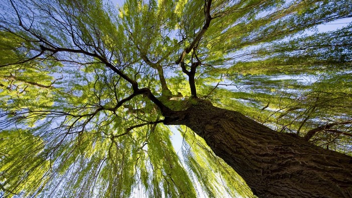 Worm's eye view of a weeping willow tree