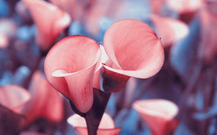 Close up of pink calla lilies with blurred background