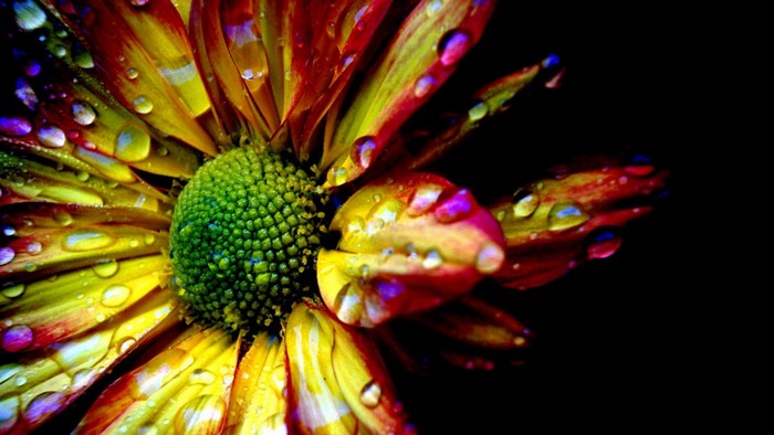 Close-up of a colorful flower with water droplets