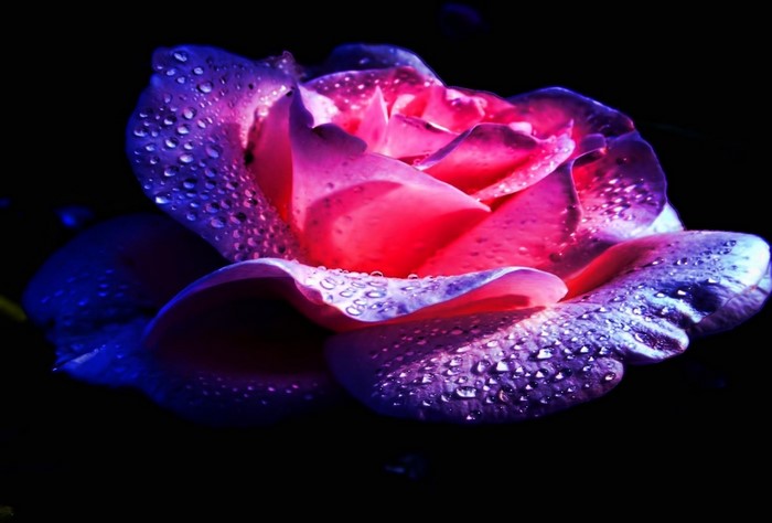 Close-up of a pink and purple rose with water droplets