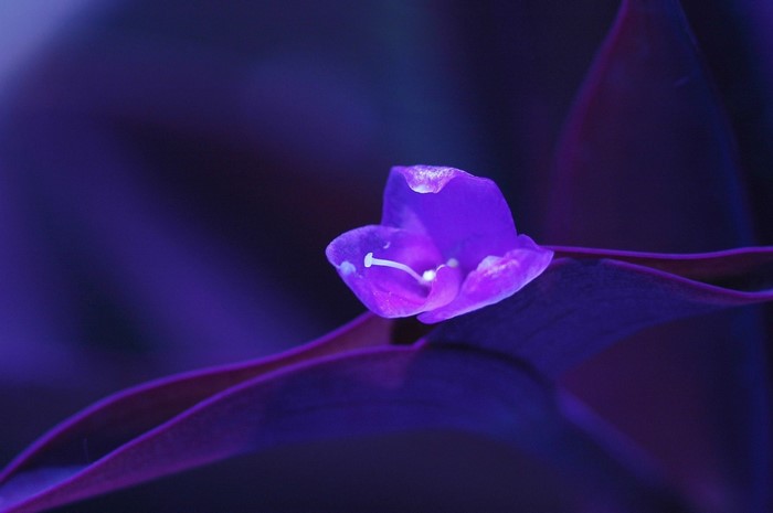 Purple flower and leaves macro photography