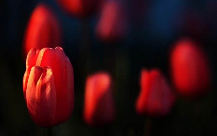 Close up of red tulips with shallow depth of field