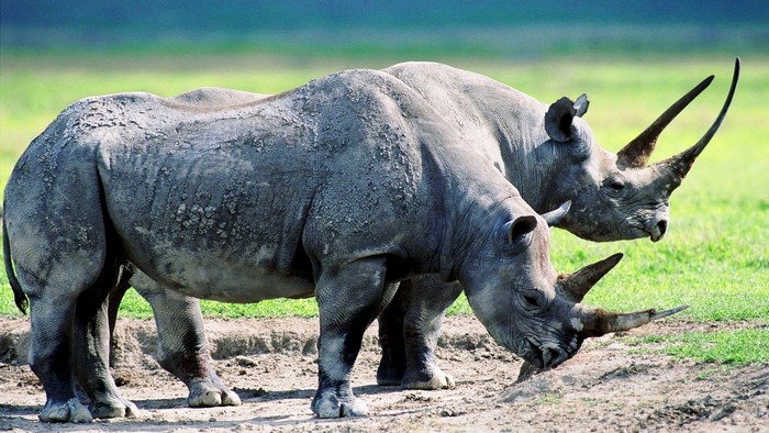 Two black rhinoceroses with long horns in a grassy field