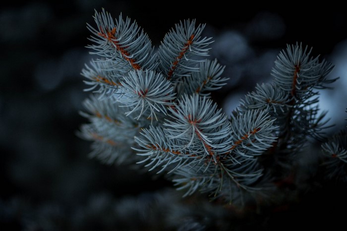 Close up of a blue spruce branch with needles