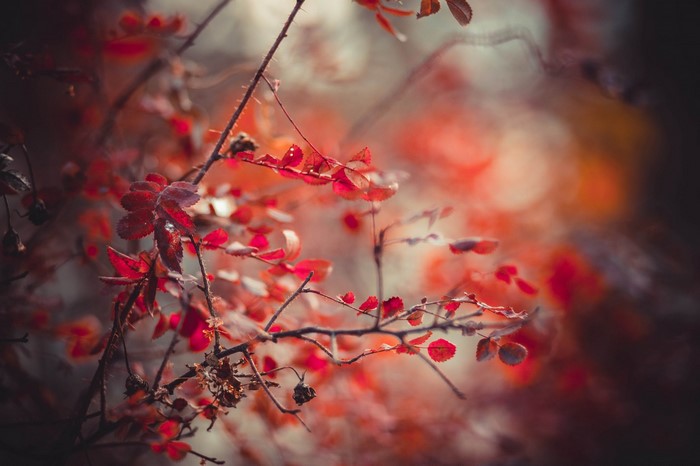 Red leaves on a thorny branch in autumn sunlight