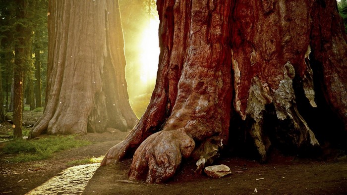 Giant redwood trees in a sunlit forest