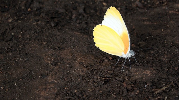 Yellow butterfly on dark soil