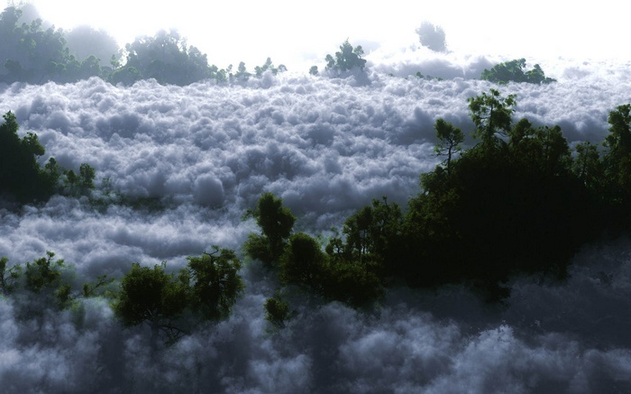 Forest canopy above clouds