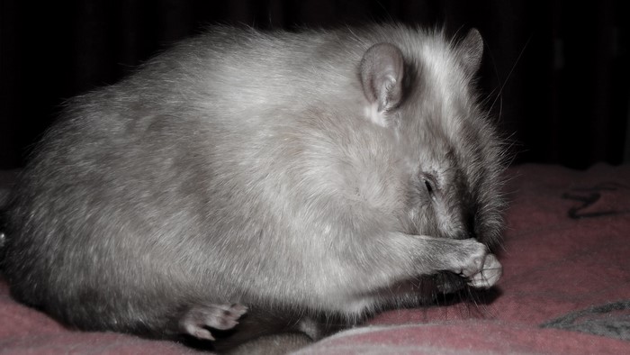 A gray rat covers its face with its paws