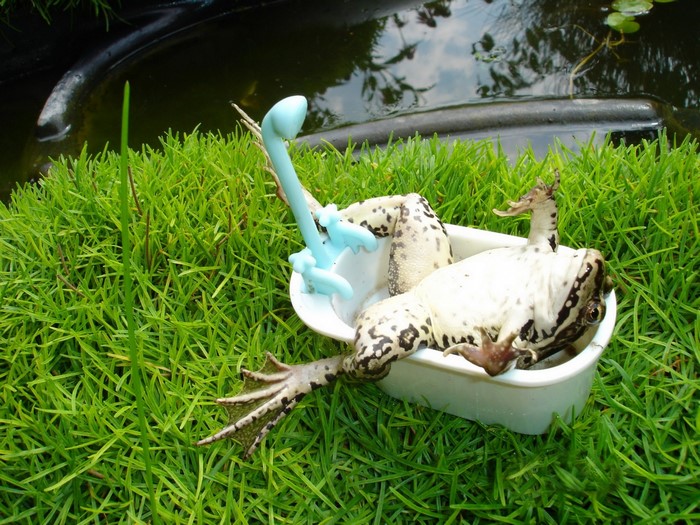 Frog relaxing in a bathtub on grass