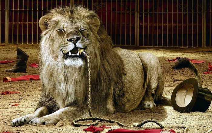 Lion in a circus cage with a whip and top hat