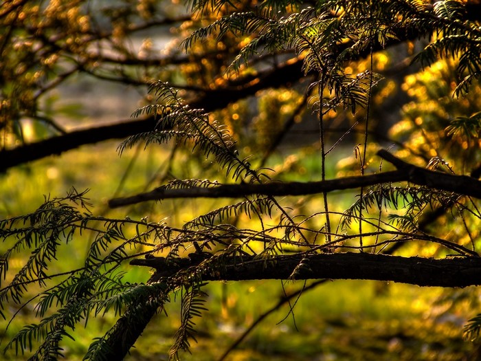 Sunlight filtering through tree branches in a forest