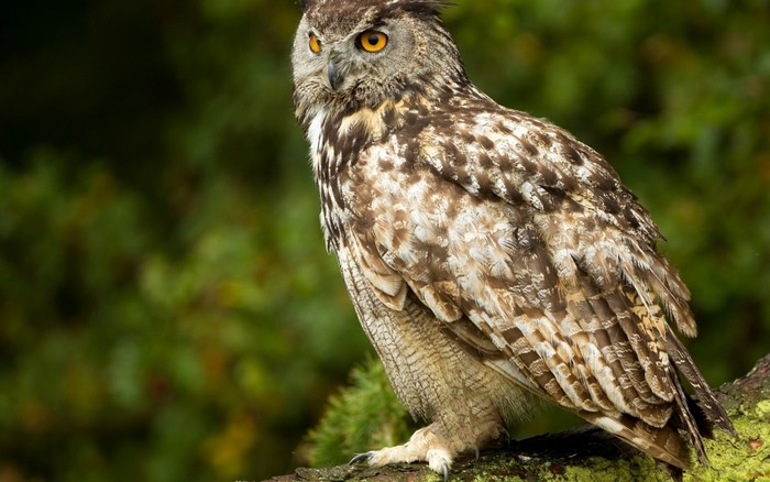 Eurasian Eagle-Owl perched on a mossy branch