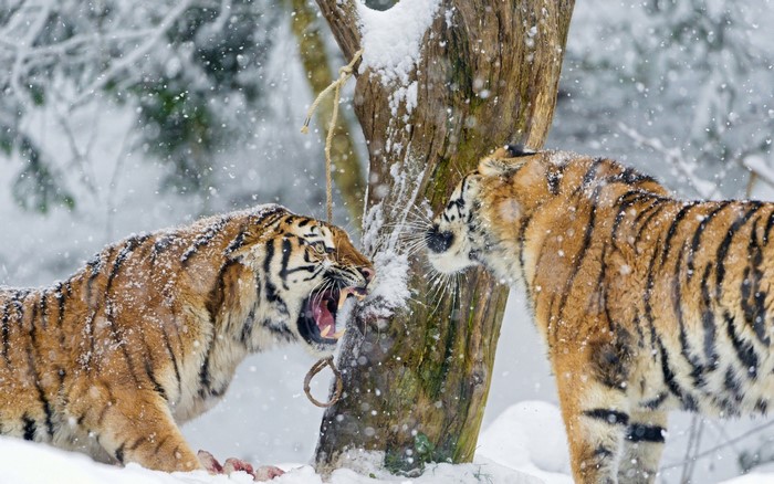 Two tigers fighting in the snow