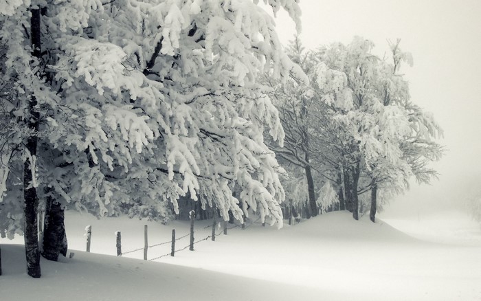 Monochrome winter landscape with snow-covered trees and fence