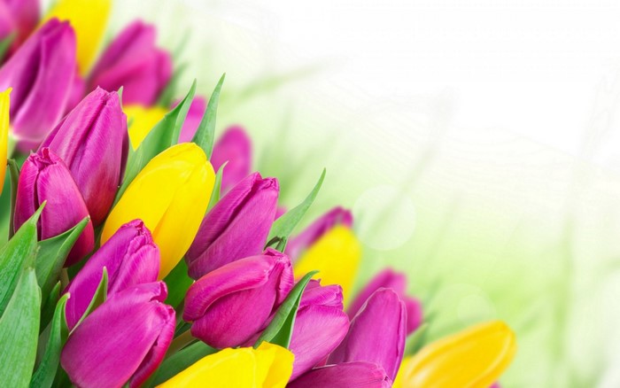 Close up of pink and yellow tulips