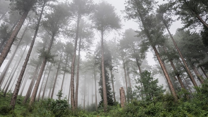 Tall pine trees in a misty forest