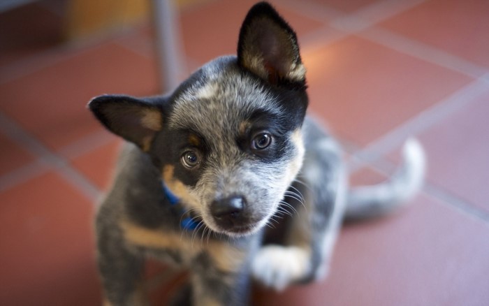 Puppy of Australian Cattle Dog breed