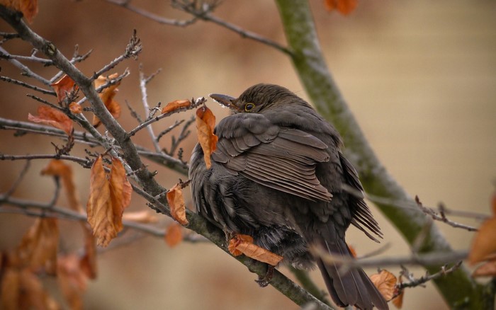 A brown bird perches on a branch with dry leaves