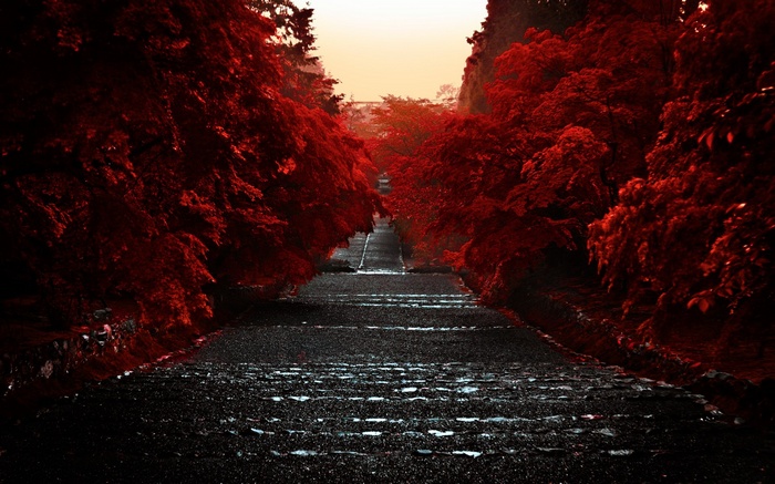 Stone steps lined with red trees