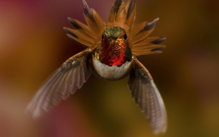 Hummingbird with iridescent feathers in flight