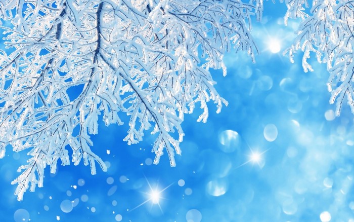 Snow-covered branches with sunlight and bokeh