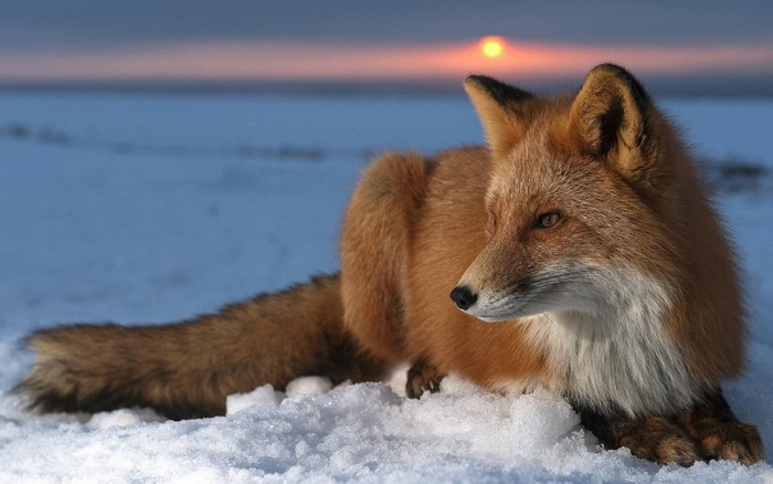 Red fox resting in the snow at sunset